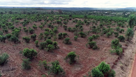 Un-Dron-Captura-Una-Impresionante-Plantación-De-Yerba-Mate-En-San-Ignacio,-Misiones,-Argentina,-Destacando-La-Exuberante-Belleza-De-Este-Cultivo-De-Té-En-América-Del-Sur.