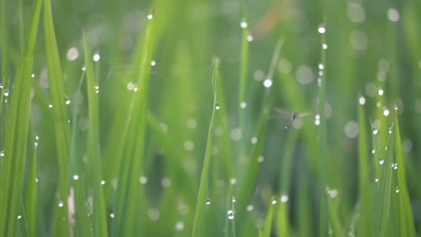 damselfly fly at paddy field with water droplets