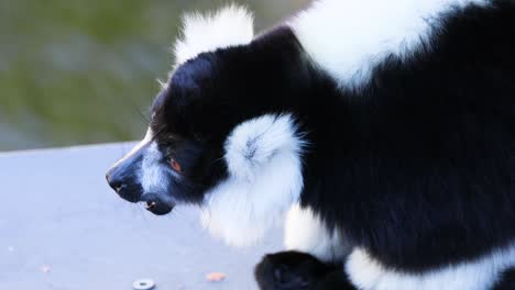 lémur observando el entorno en el zoológico de melbourne