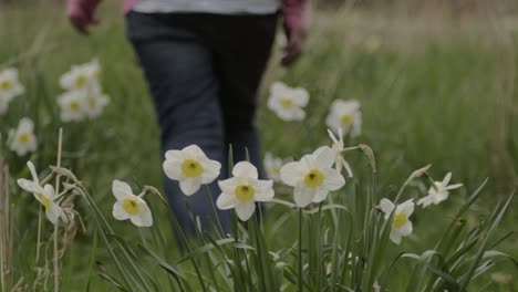 Mujer-Camina-Por-El-Campo-De-Narcisos-Blancos