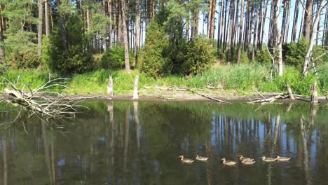 "Drone-glides-over-Europe's-dawn-lit-lake,-capturing-a-serene-lagoon,-lush-forest,-and-an-elegant-bridge