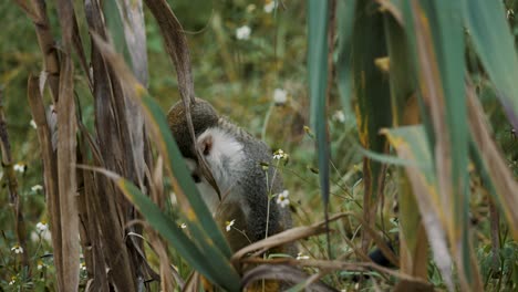 toma estática de mono ardilla costa rica se para con las manos en las rodillas buscando algo en un pasto