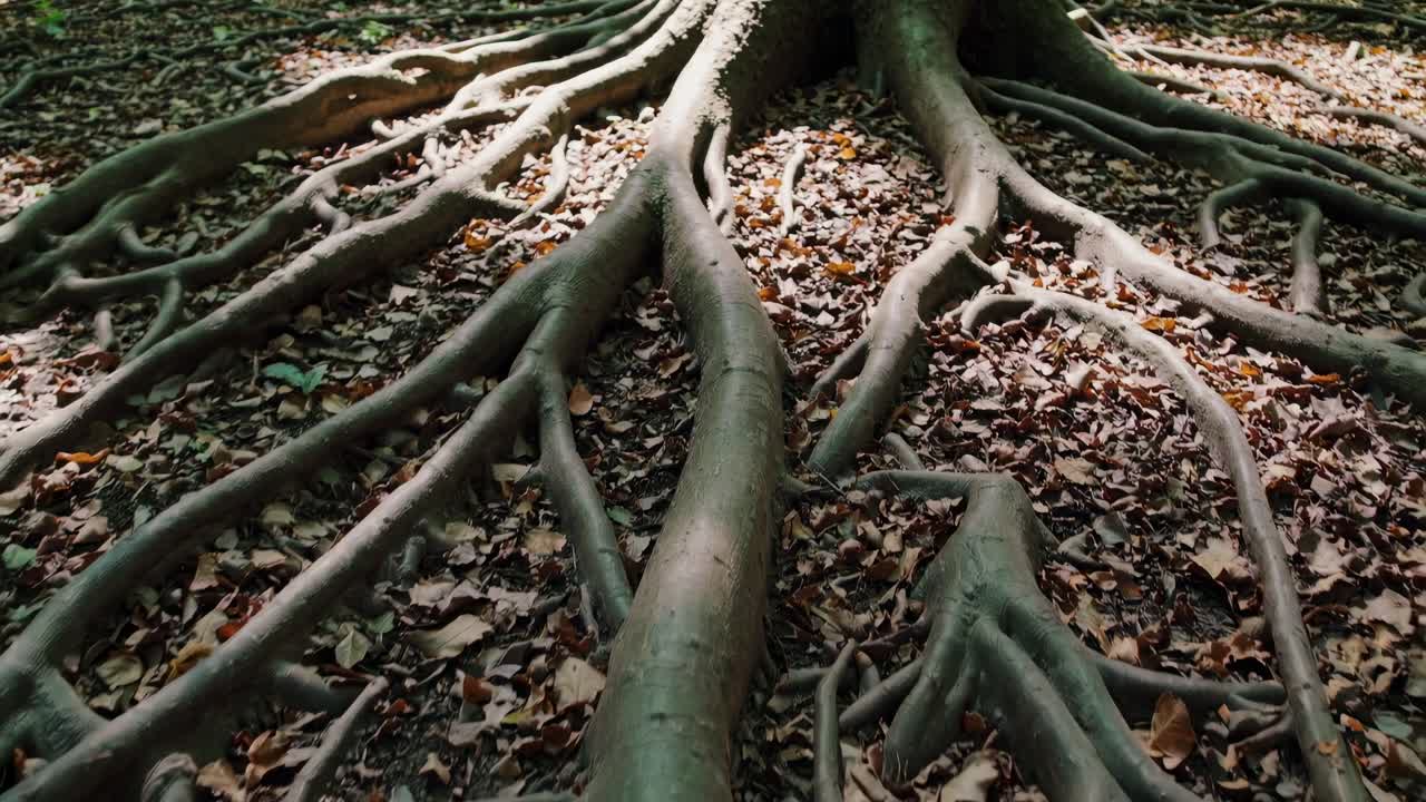 Close-up video of tree roots sprawling across the forest floor, captured from a low angle