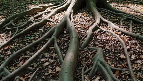 close-up video of tree roots sprawling across the forest floor, captured from a low angle