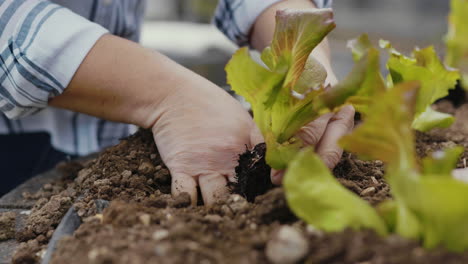 planting lettuce in a garden box