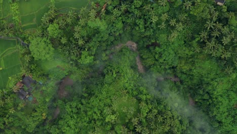 above tropical natural green jungle with small creek, aerial