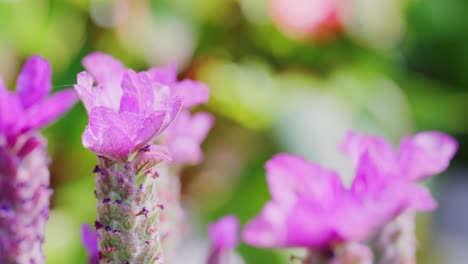 Close-up-of-French-lavender,-Lavandula-stoechas,-growing-in-a-herb-nursery-with-shallow-depth-of-field