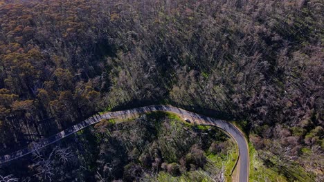 Road-In-Dense-Forest-Trees-At-Kosciuszko-National-Park-In-New-South-Wales,-Australia