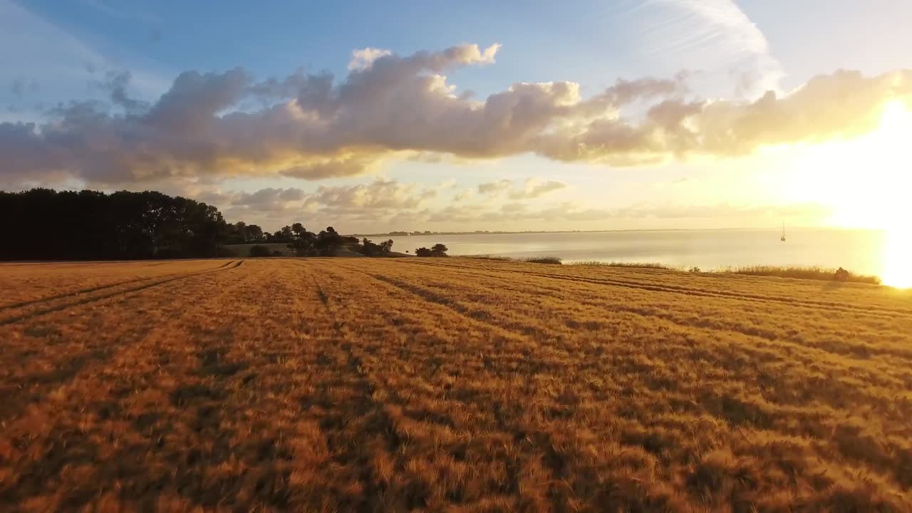Drone Flight over a Wheat Field at Sunrise Drone Footage