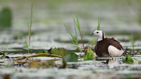 Pheasant-tailed-Jacana-hiding-chicks-under-her-wings-to-Save-them-from-Rain