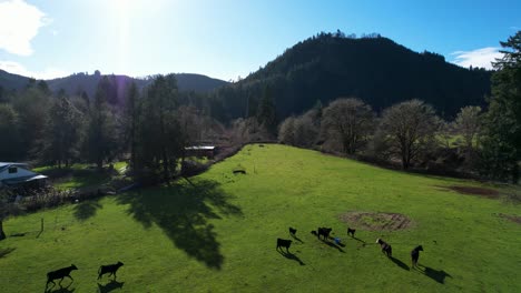 Hermosa-Toma-Aérea-De-Drones-De-4k-Con-Vistas-A-Las-Vacas-De-La-Granja-Que-Huyen-En-El-Sur-De-Oregón