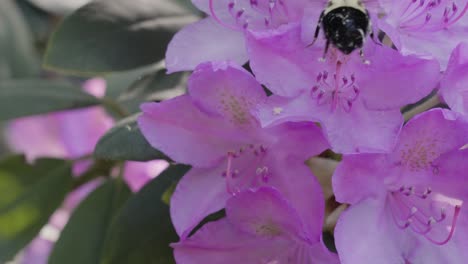 una abeja recogiendo polen en cámara lenta