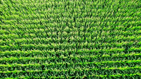 countryside landscape with growing corn field morning sunrise