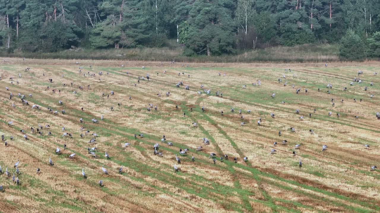 일반 크레인 (grus grus) 은 남쪽으로 이동하기 전에 수확 된 에 있습니다.