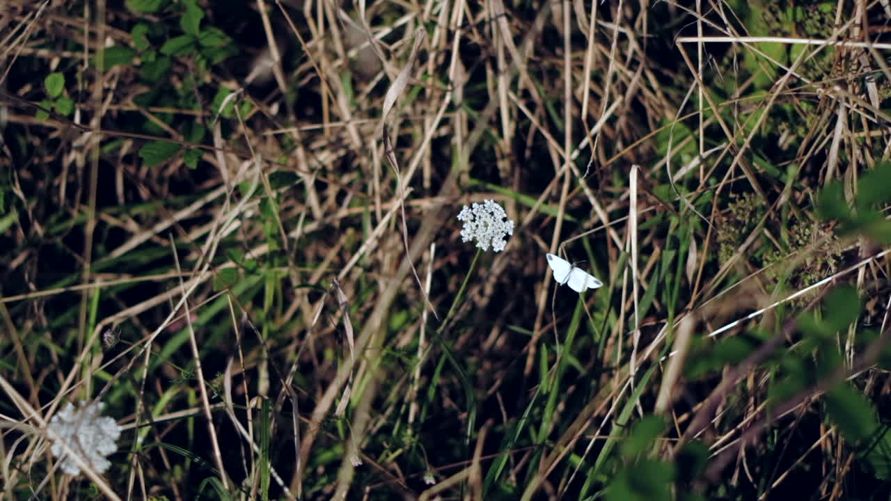 White Butterfly's Graceful Dance Around a Solitary Flower