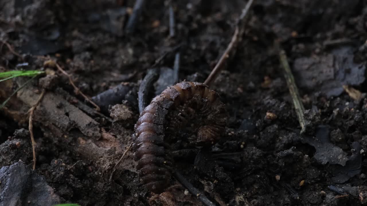 moviéndose lentamente hacia abajo y hacia la izquierda en busca de alimento en el suelo del bosque, milpiés, ortomorfos, tailandia