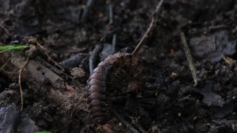 slowly moving down and to the left foraging for some food on the forest ground, millipede, orthomorpha, thailand