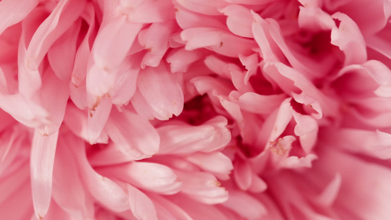 primer plano de los pétalos de las flores rosas