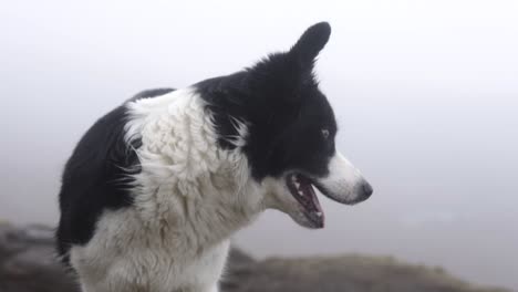 cámara lenta: lindo border collie en moody área de las highlands escocesas
