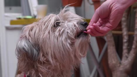 Hund-Frisst-Aus-Der-Hand-Des-Besitzers.-Nahansicht