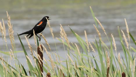 Red-wing-Blackbird-sits-atop-wetland-marsh-reeds,-defocused-background