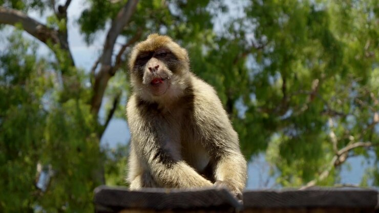 Natural Wildlife Scene with Barbary Macaque in Gibraltar