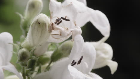 Macro-shot-of-a-white-flower-blooming-on-an-overcast-day