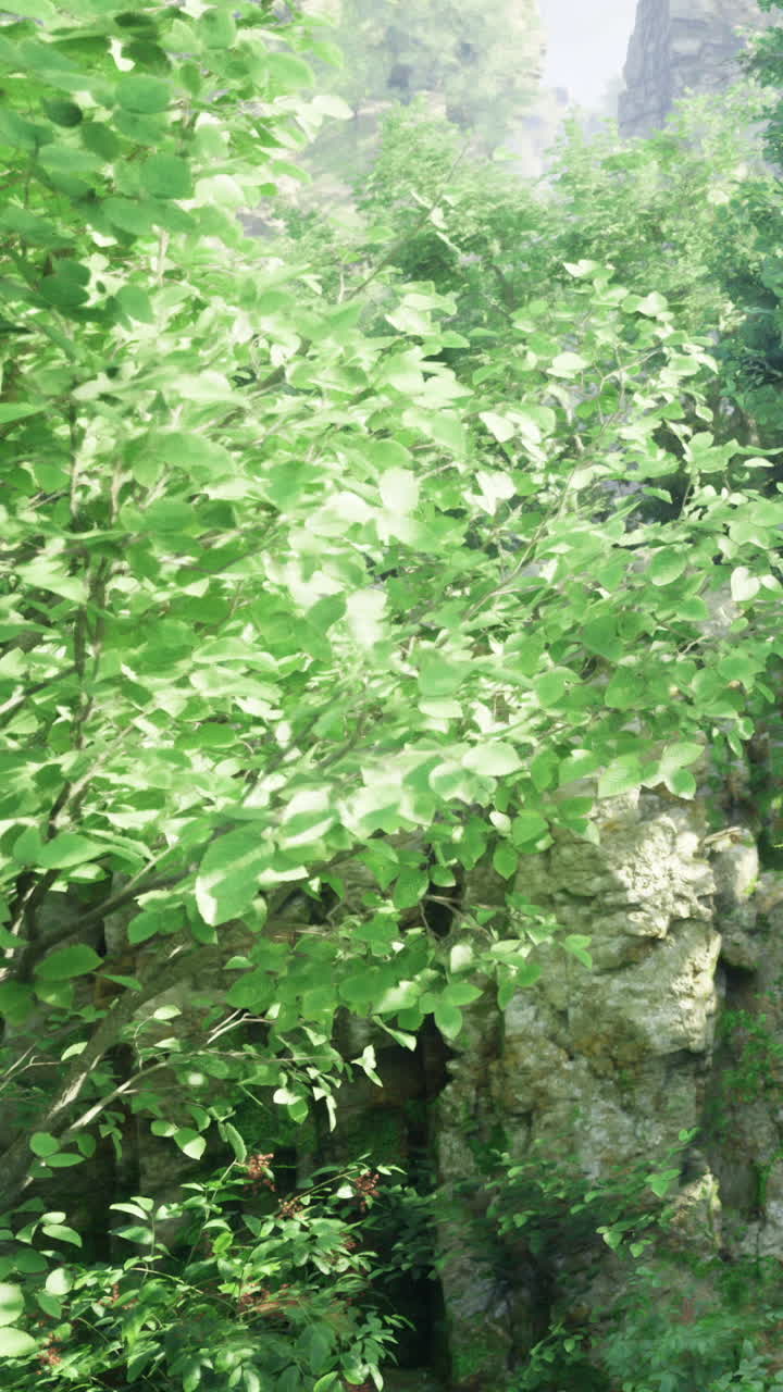Foglie verdi brillanti riempiono lo spazio vicino a un'area rocciosa in un ambiente forestale