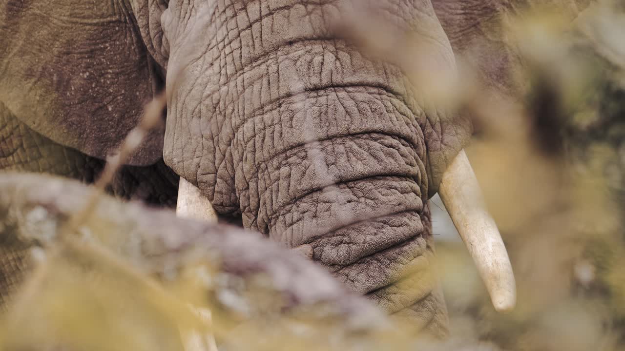 Close Up of an African Elephant's Face