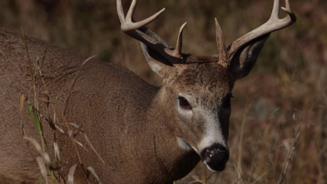 venado cola blanca buck caminando a través de la hierba alta hacia la lente un montón de detalles de primer plano slomo