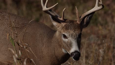 whitetail deer buck walking through long grass towards lens lots of closeup details slomo