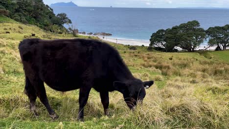 bull eats hay on grassy coastal hill overlooking the ocean, medium shot