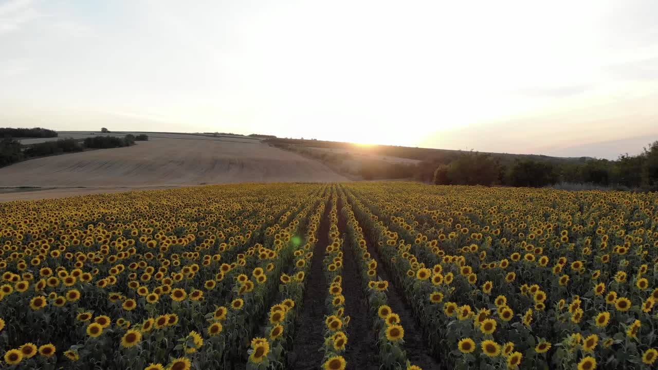 vista aérea sobre el campo de girasoles al atardecer - toma de drones