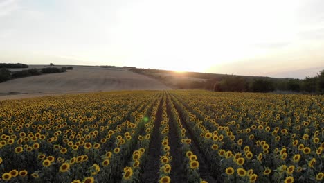 Vista-Aérea-Sobre-El-Campo-De-Girasoles-Al-Atardecer---Toma-De-Drones