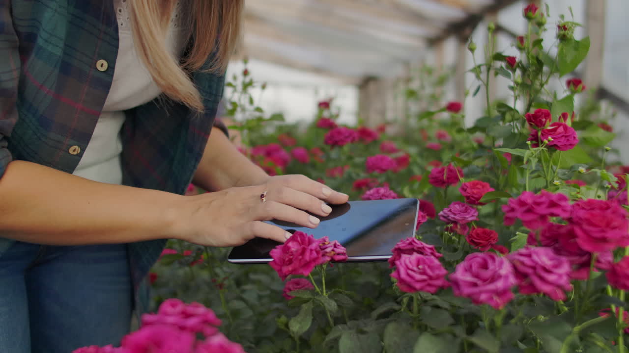 los agricultores modernos de rosas caminan a través del invernadero con una plantación de flores tocan los brotes y tocan la pantalla de la tableta.