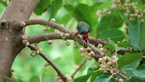 Two-Coppersmith-Barbet-Birds-Feeding-or-Eating-Ripen-Sea-Fig-Fruits