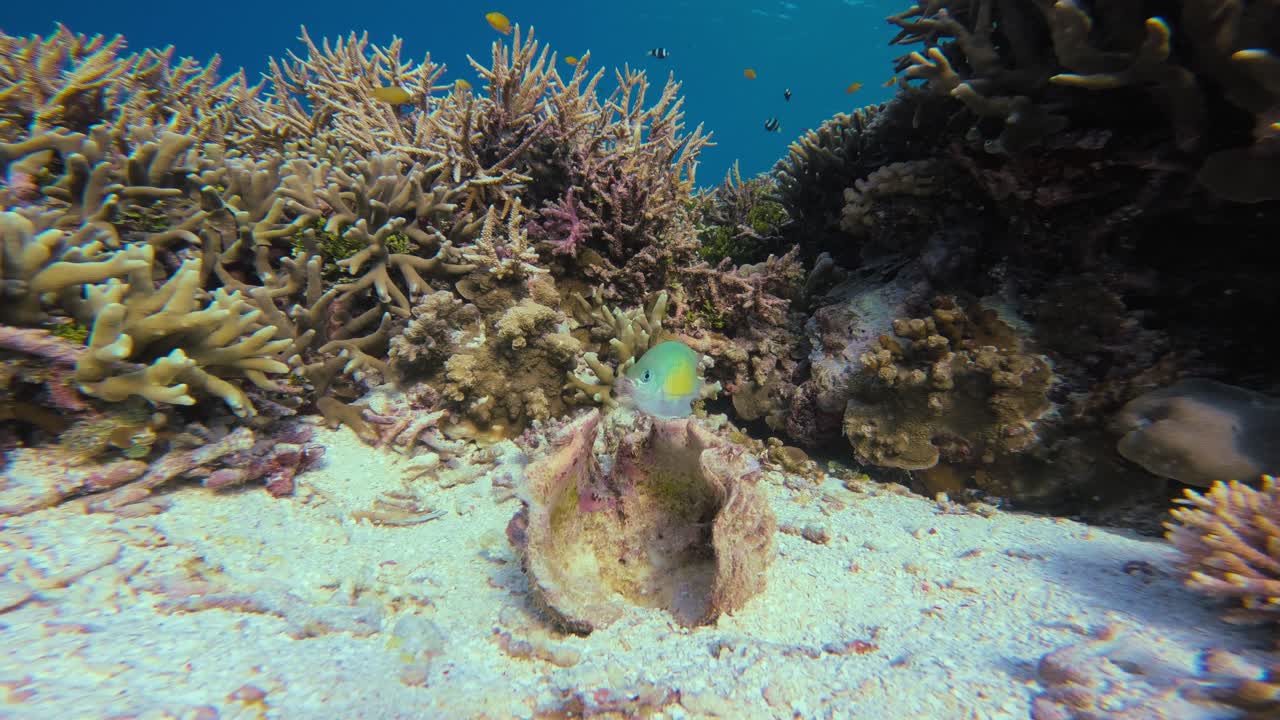 Close-up of a vibrant coral reef with a small, colorful fish exploring a large shell. The underwater scenery exudes tranquility and beauty of marine life in pristine, tropical waters. Static shot.