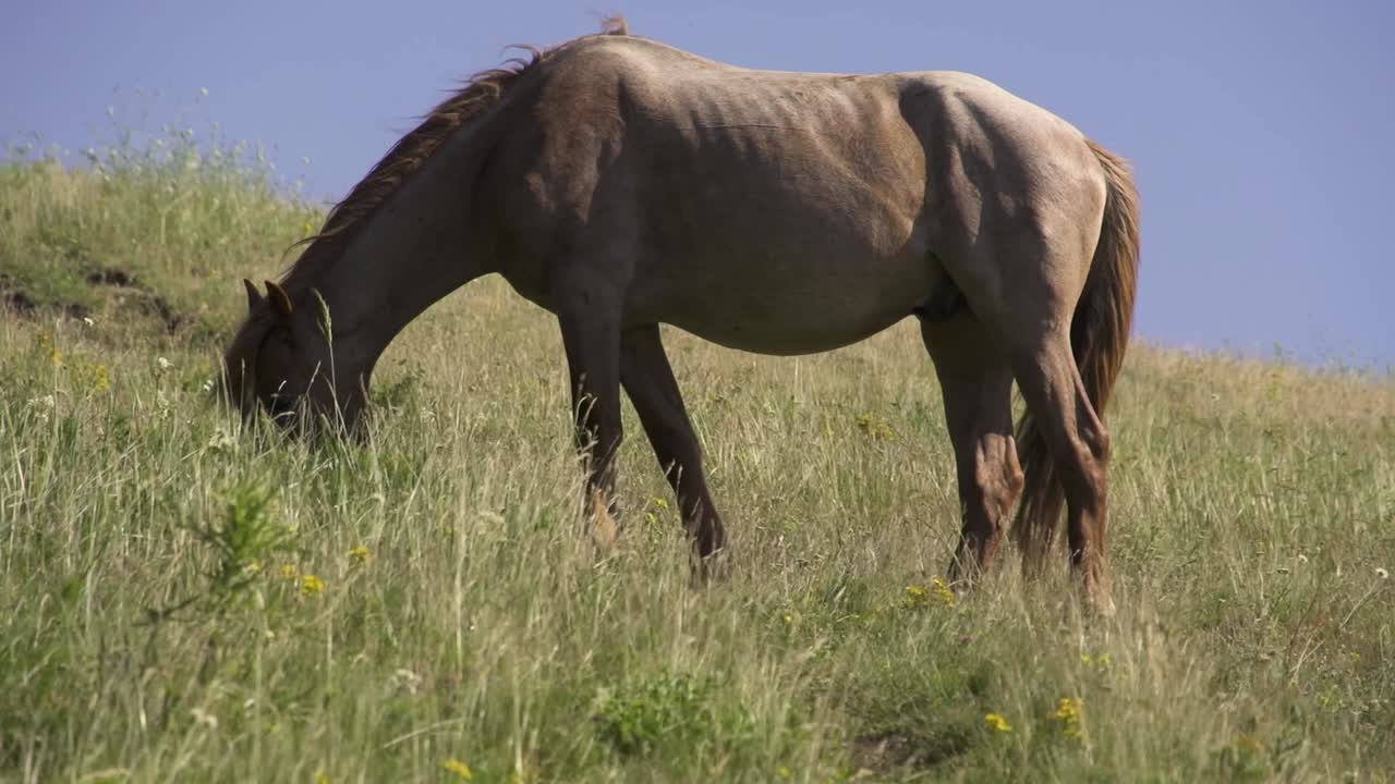 A beautiful light brown horse grazes peacefully in a windy meadow. White marking on his head. The mountains above the city of Sliven, Bulgaria