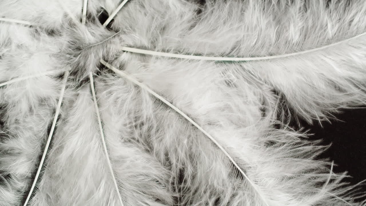 White Feathers on Dark Background