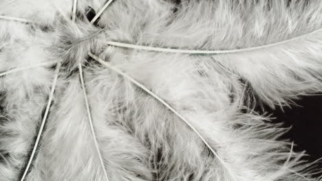 white feathers on dark background