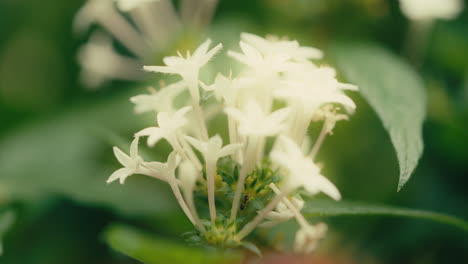 White-petals-are-dreamy-in-the-sunlight