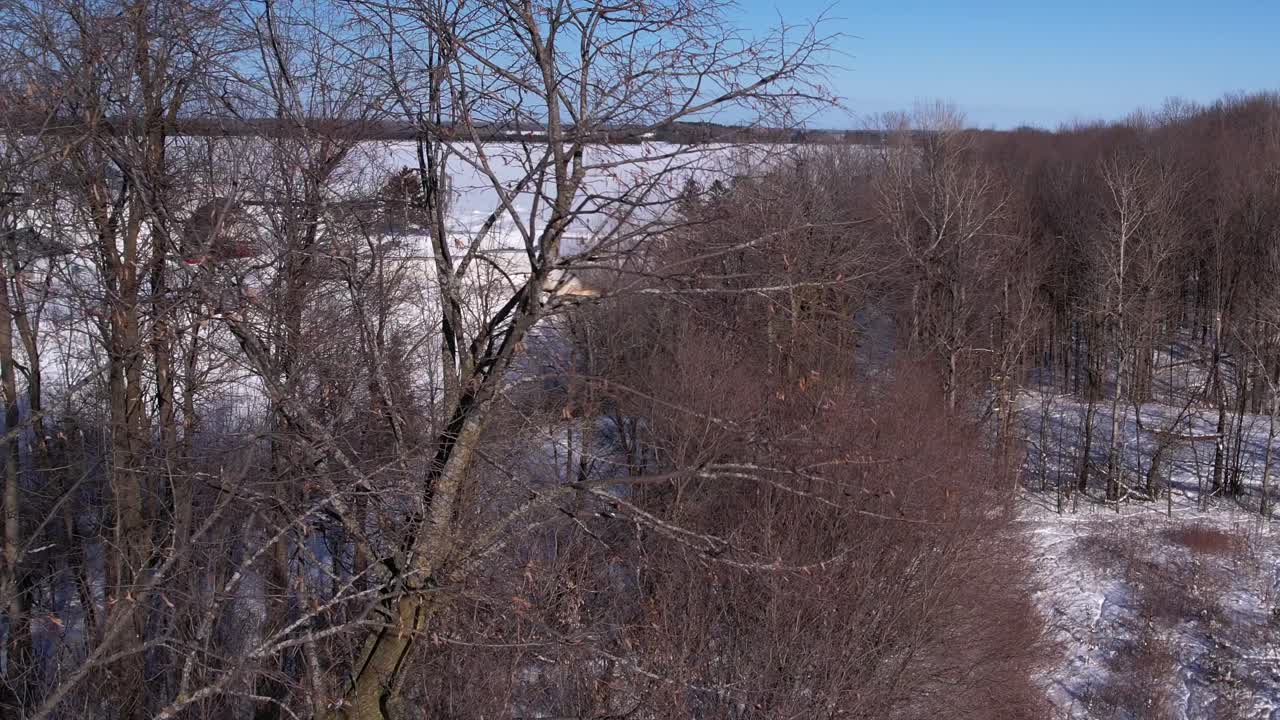 un halcón de cola roja encaramado, toma vuelo a otra percha desde una vista aérea única
