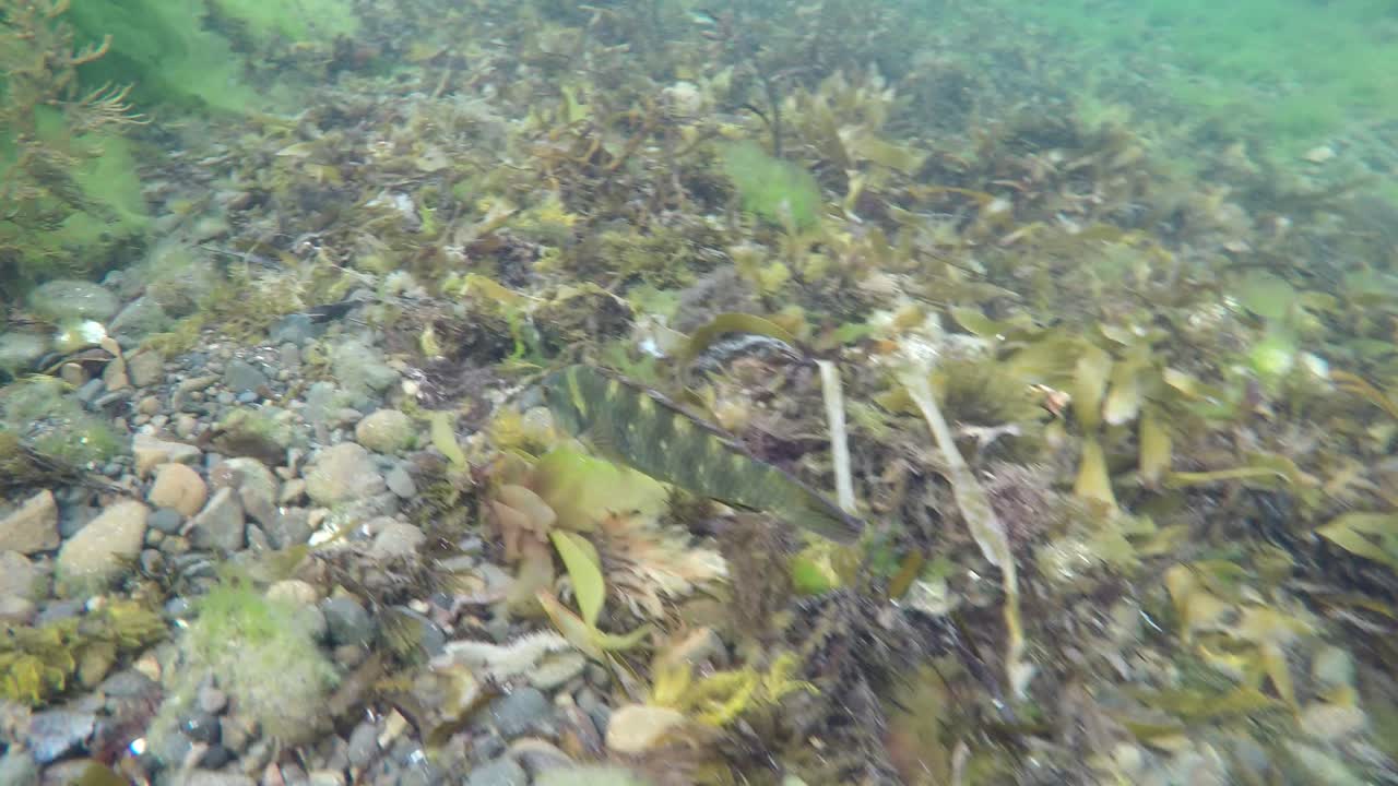 siguiendo a un lábrido anillado mientras nada a través de un arrecife en una reserva marina en wellington, nueva zelanda