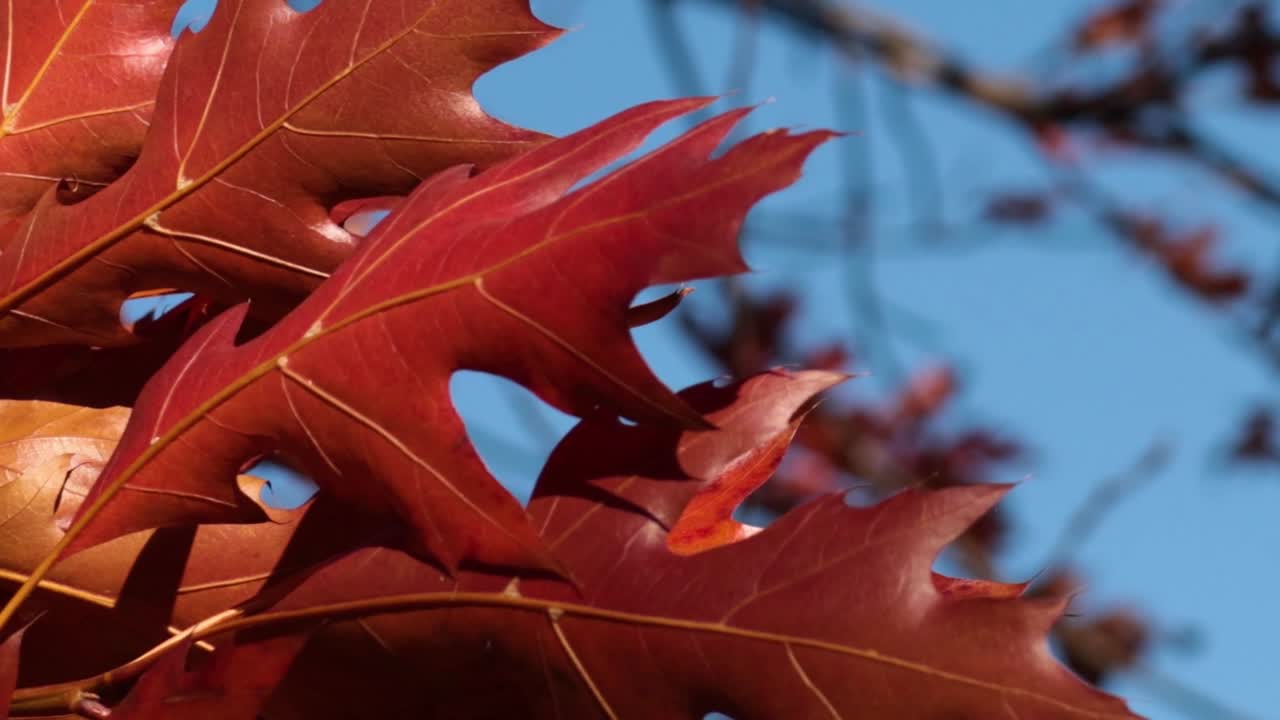 Detaljeret visning af lyse, røde egeblade, der svajer blidt mod en klar, blå himmel