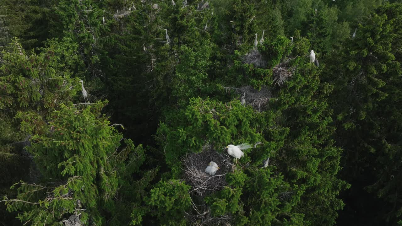 Grey heron (Ardea cinerea) flying over Great egret's (Ardea alba) nest in a heron colony. Estonia.
