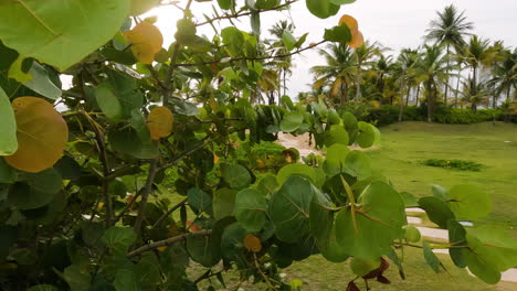 Stepping-Stone-Paths-On-Grass-Leading-To-The-Tropical-Beach-In-San-Juan,-Puerto-Rico