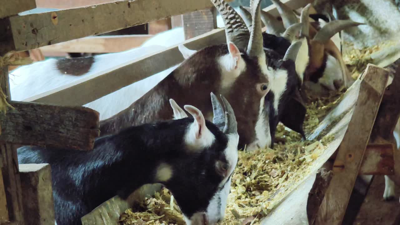 염소 들 이 창고 에 있는 창고 에서 먹고 있다