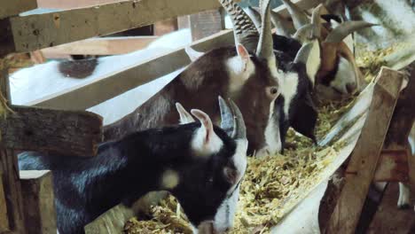 goats eating from trough in a barn