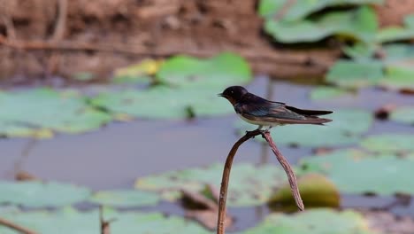 a small fast moving bird which is found almost everywhere in the world, most of the time flying around to catch some small insects