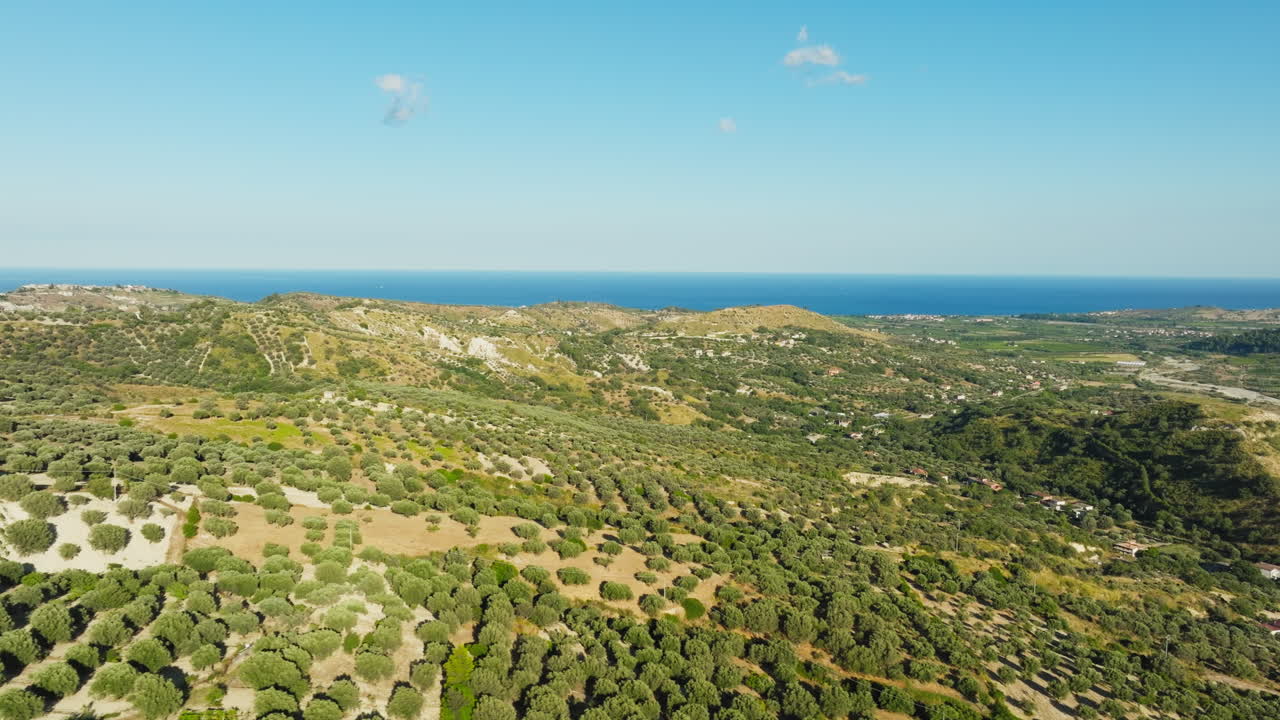 Olive Trees Cultivated for Fine Extra Virgin Olive Oil Calabria Hills Near Sea